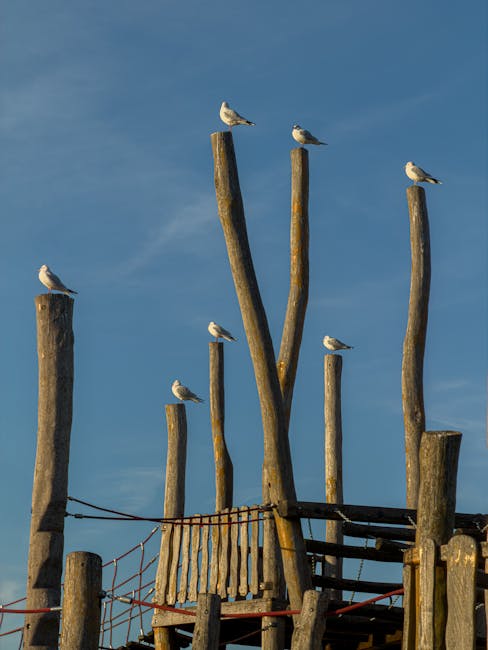 Image of seven seagulls perched on tall, weathered wooden poles of varying heights, arranged as part of a seaside structure against a clear blue sky. The poles are secured together with metal wires an