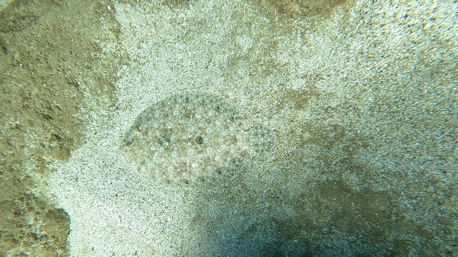 A close-up underwater photograph depicting a starfish with a circular, textured body covered in small white bumps, resting on a sandy seabed with scattered shell fragments. The surrounding environment