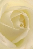 Drawn close, this delicate cream-white rose envelops you in its tranquil embrace, each petal spiralled inwards with gentle care. The soft interplay of shadows on silken petals recalls the serenity found on early walks past New Barnet's High Road, where the world begins anew in quiet peace. The bloom's centre radiates hope and stillness, while translucent outer petals suggest both vulnerability and grace-a perfect symbol for new beginnings or commemorating a loved one's memory. As a local New Barnet florist, I sense that this rose, with its muted fragrance and feather-light touch, is more than a visual; it is an emotion captured in florals. Every detail-light, shadow, form-testifies to the dedication and emotional artistry that make every New Barnet bouquet a meaningful gesture for life's most significant moments.